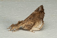 Masca abactalis
