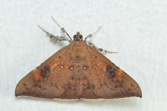 Rectipalpula billeti