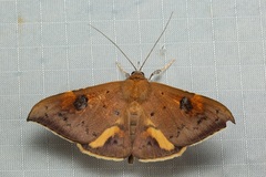 Rectipalpula billeti