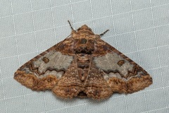 Pericyma cruegeri