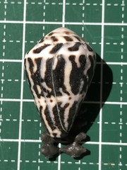 Conus chaldaeus