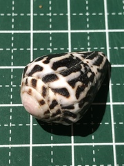Conus chaldaeus