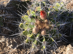 Ferocactus flavovirens