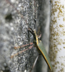 Pseudocalliprason marginatum