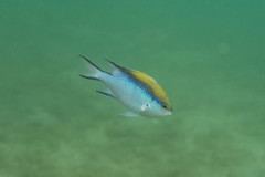 Chromis nitida