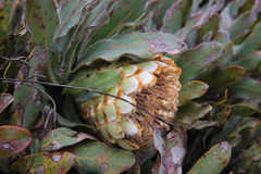 Protea holosericea