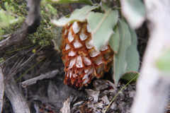 Protea holosericea