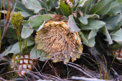 Protea holosericea