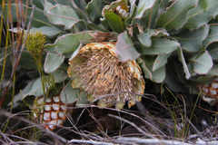 Protea holosericea