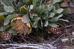 Protea holosericea