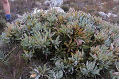 Protea holosericea