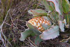 Protea holosericea
