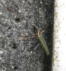 Pseudocalliprason marginatum