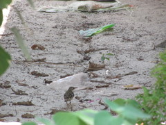 Dendronanthus indicus