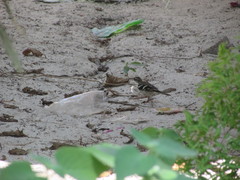 Dendronanthus indicus