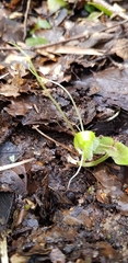 Corybas walliae