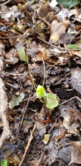 Corybas walliae