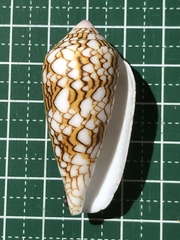 Conus textile