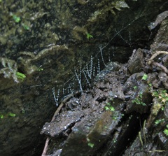 Arachnocampa luminosa