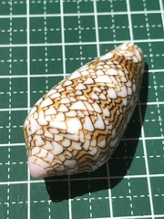 Conus textile
