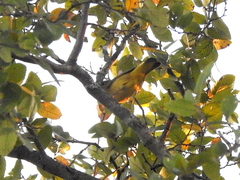 Leiothlypis ruficapilla