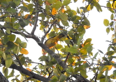 Leiothlypis ruficapilla