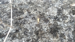 Tricholepisma aureum