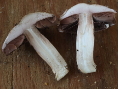 Agaricus fuscovelatus
