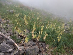 Hedysarum occidentale