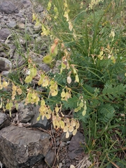 Hedysarum occidentale