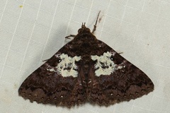 Sypna martina