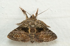 Ortopla nulliusinverba