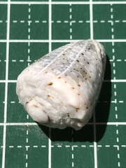 Conus coronatus