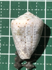 Conus coronatus