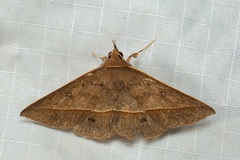 Tochara