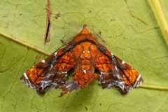 Penicillaria plusioides