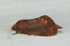 Lajonquierea derunoides