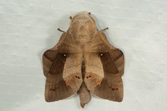 Lebeda nobilis