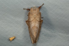 Lebeda nobilis
