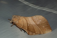 Lebeda nobilis