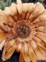 Protea holosericea