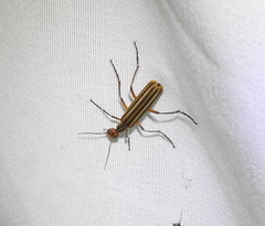 Epicauta occidentalis