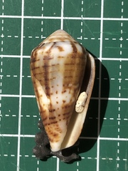 Conus boeticus image