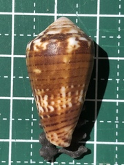 Conus boeticus