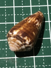 Conus boeticus