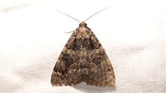 Catocala coniuncta