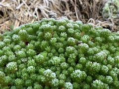 Sedum lydium