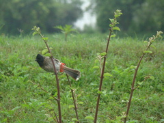 Pycnonotus cafer