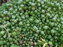 Sedum lydium
