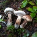 Tricholoma dulciolens - Photo (c) Josh Grefe, some rights reserved (CC BY-NC), uploaded by Josh Grefe